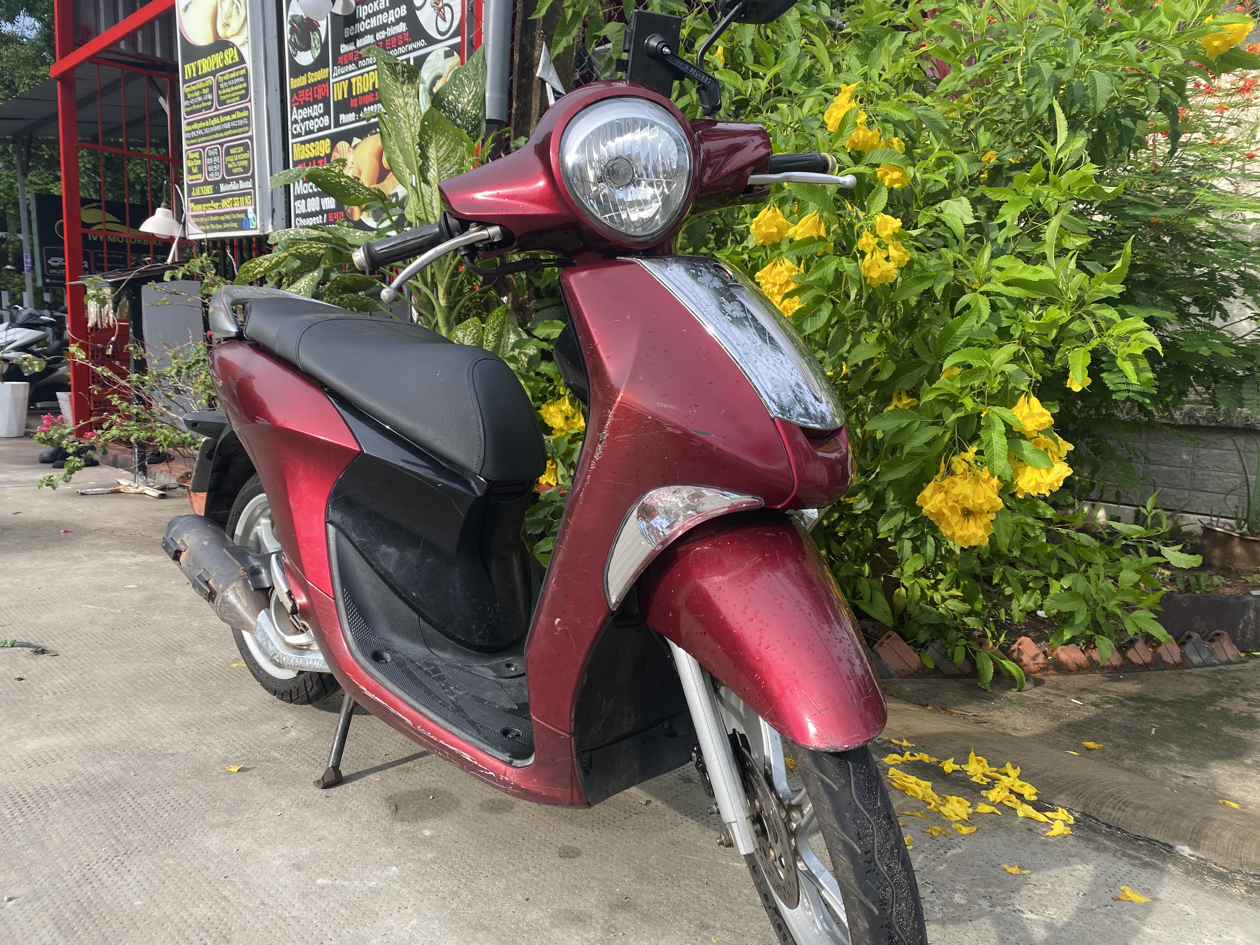 Ivy Motorbike